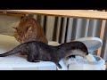 カワウソのプニプニお腹に近いものをお腹と比べてみた！ I compared things that look like an otter’s squishy belly!