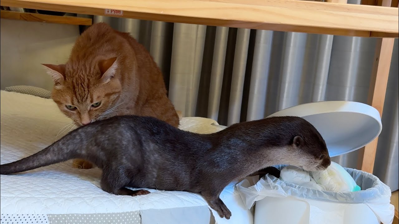 カワウソのプニプニお腹に近いものをお腹と比べてみた！ I compared things that look like an otter’s squishy belly!