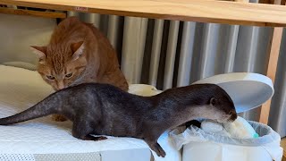 カワウソのプニプニお腹に近いものをお腹と比べてみた！ I compared things that look like an otter’s squishy belly!