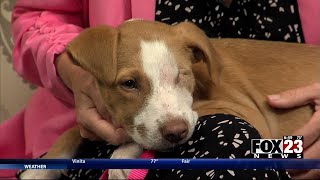 Adopt a Survivor: Meet Rowan