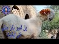 10 15, 2024 | Pull kambar bakra mandi new update2024