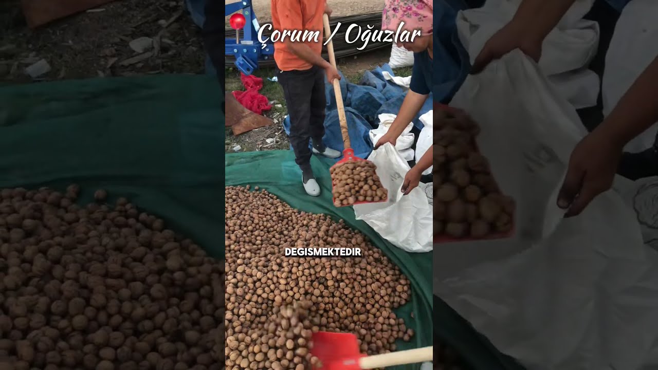 Oğuzlar Cevizi Tanıtım 2024
