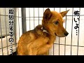 【心を開く元野犬】人を怖がっていた保護犬と歩んだ1年10ヶ月