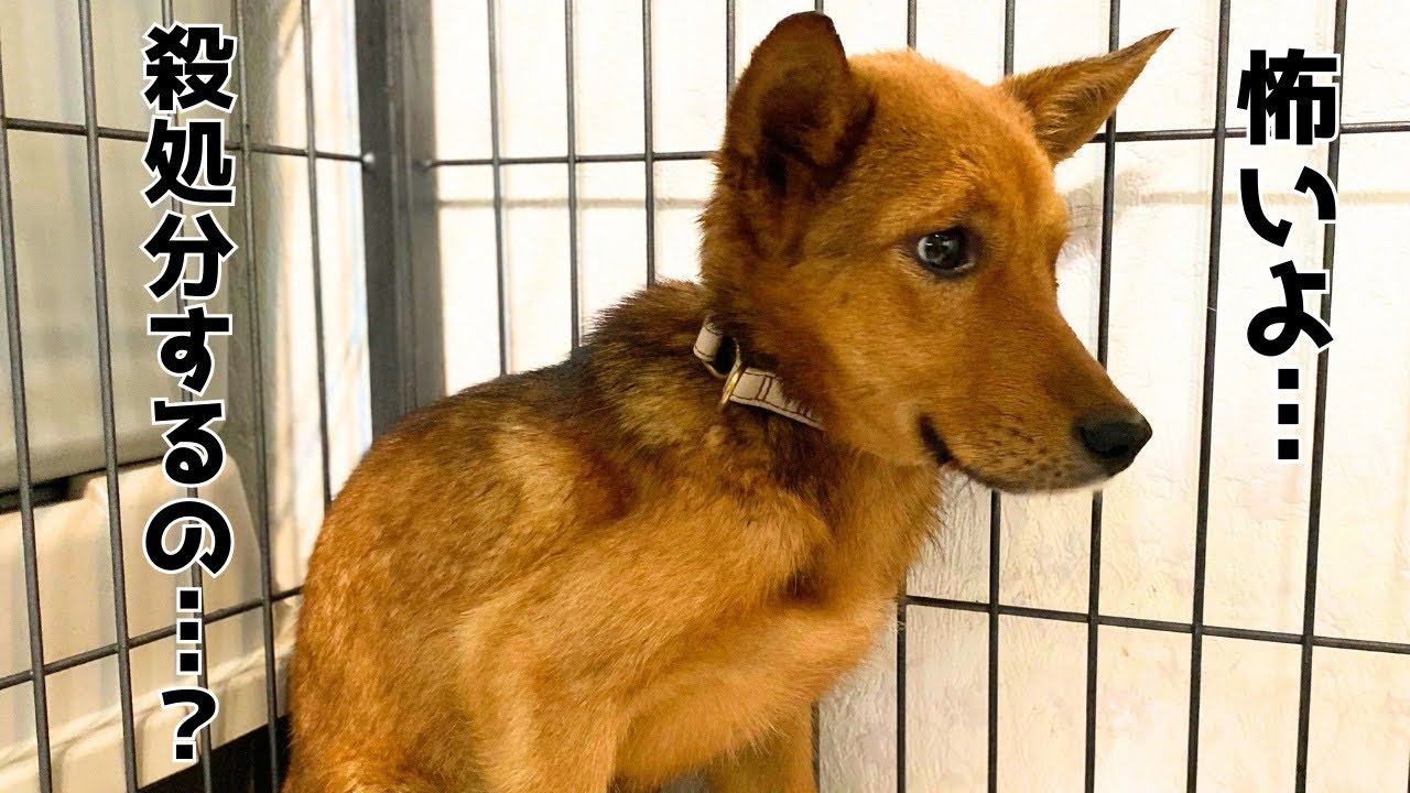 【心を開く元野犬】人を怖がっていた保護犬と歩んだ1年10ヶ月
