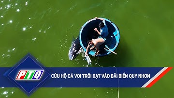 Cứu hộ cá voi trôi dạt vào bãi biển Quy Nhơn  | PTQ