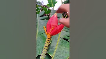 Bẻ những bông hoa chuối đỏ trên rừng || #flowers #nature #life