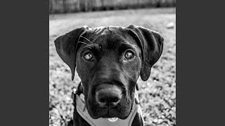 Puppy Love