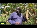 JIFUNZE KILIMO CHA MAHINDI KWA MAENEO YA UKANDA WA JUU MBEGU BORA KUTOKA WESTERN SEED ZIKO BVIZURI JIFUNZE KILIMO CHA MAHINDI KWA MAENEO YA UKANDA WA JUU MBEGU BORA KUTOKA WESTERN SEED ZIKO BVIZURI