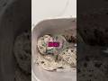 Woman Discovers Mold in Her Ice Cream? 🍦