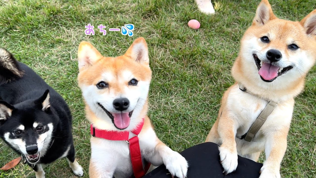 激暑】ドッグランでマジギレした柴犬たち - YouTube