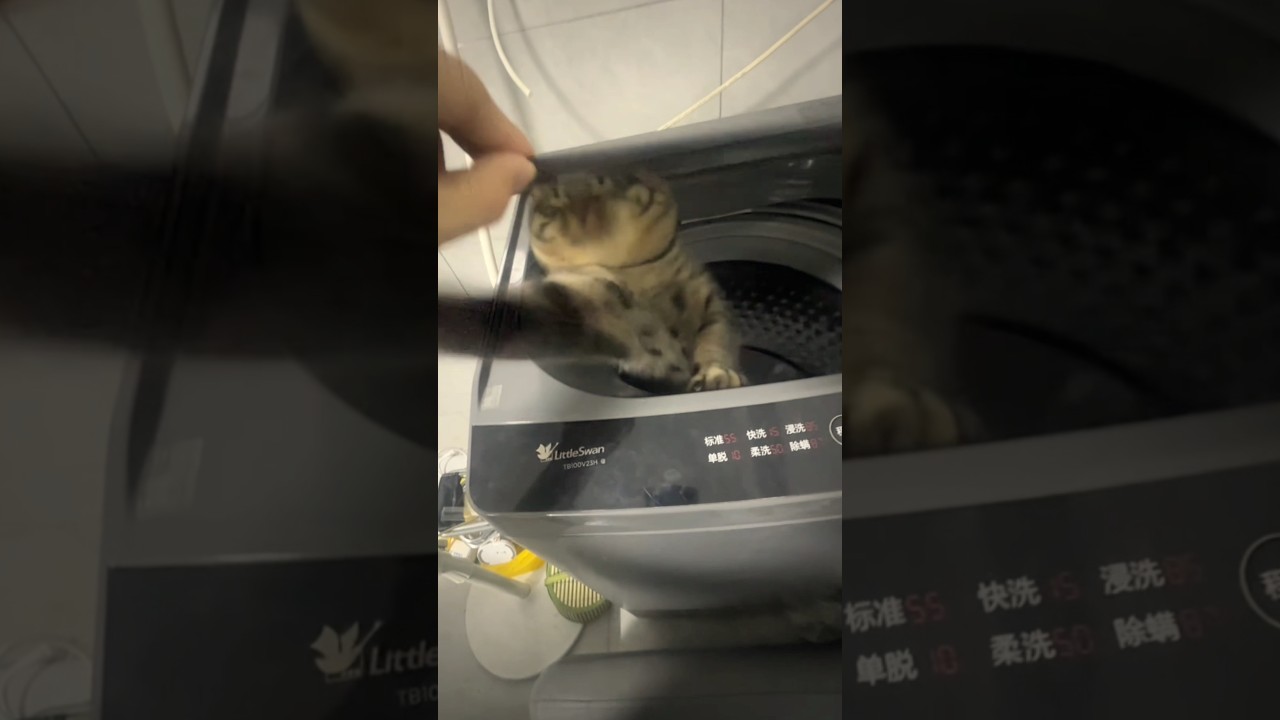 Cat Fights Off Owner Trying to Open Washing Machine