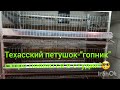 Перепелятник после зимовки часть 5. (Техасский "Гопник" тестирует после апгрейда.)