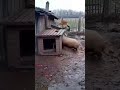 Переполох в деревне 🤣#shortvideo