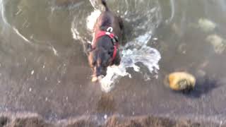 Staffy Dives Under Water For A Stone