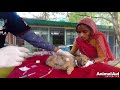 Puppy's beating heart was all that moved -- head injury beautiful recovery.