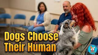 When Dogs Choose Their Humans — Adoption Moments