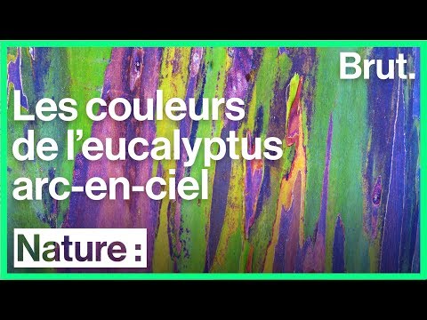 Vidéo: Où trouver des eucalyptus arc-en-ciel ?