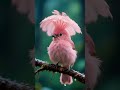 A gentle pink soul in the rain... 🌸🌧️#meowcloudai #viralreels #100mviews#aestheticreels