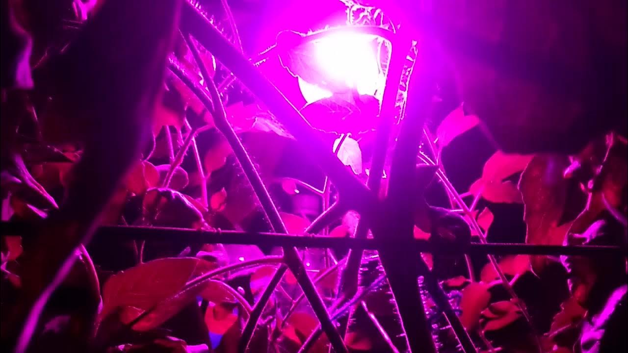 Поздние ПОМИДОРЫ в ОРАНЖЕРЕЕ! - YouTube
