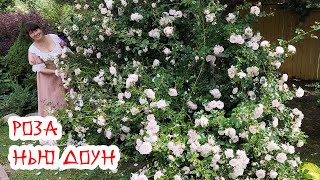 Плетистая роза New Dawn (Нью Даун) - 13 лет в моем саду! Одна из самых лучших зимостойких роз!