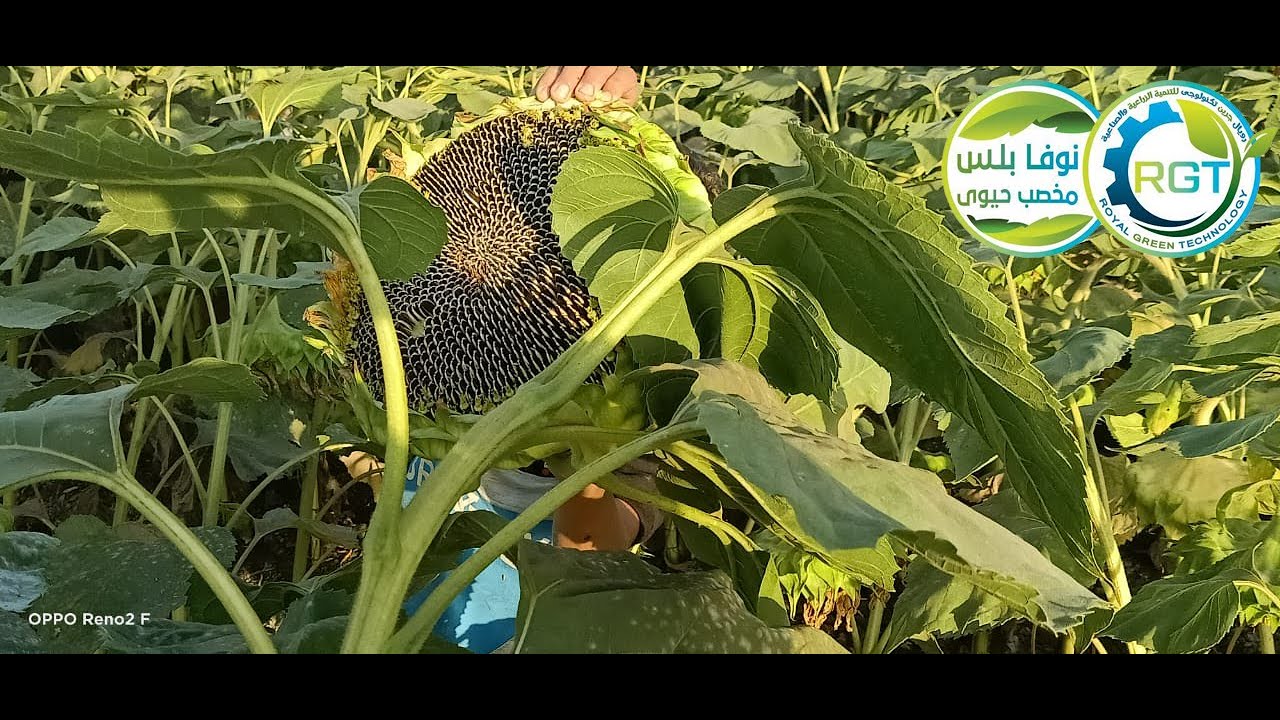 أحد مزارعين (عباد الشمس) يوضح الفارق بين الزراعة الحيوية ( النوفا بلس ) والزراعة بالأسمدة الكيماويه