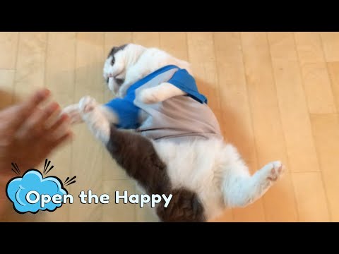 Scottish Fold Cat Dr Meemersworths Hates Shirts