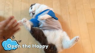 Scottish Fold Cat Dr Meemersworths Hates Shirts