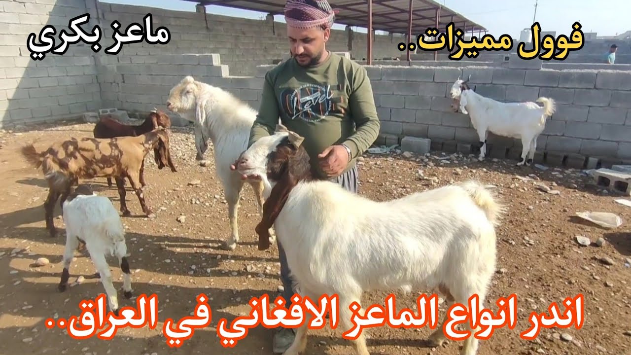اندر انواع الماعز الافغاني في علوه حلال بعقوبة في ديالى افضل مميزات في الماعز الافغاني..