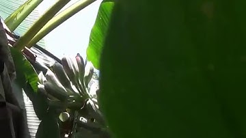 Hướng dẫn cách ngâm rượu chuối hột rừng chuẩn