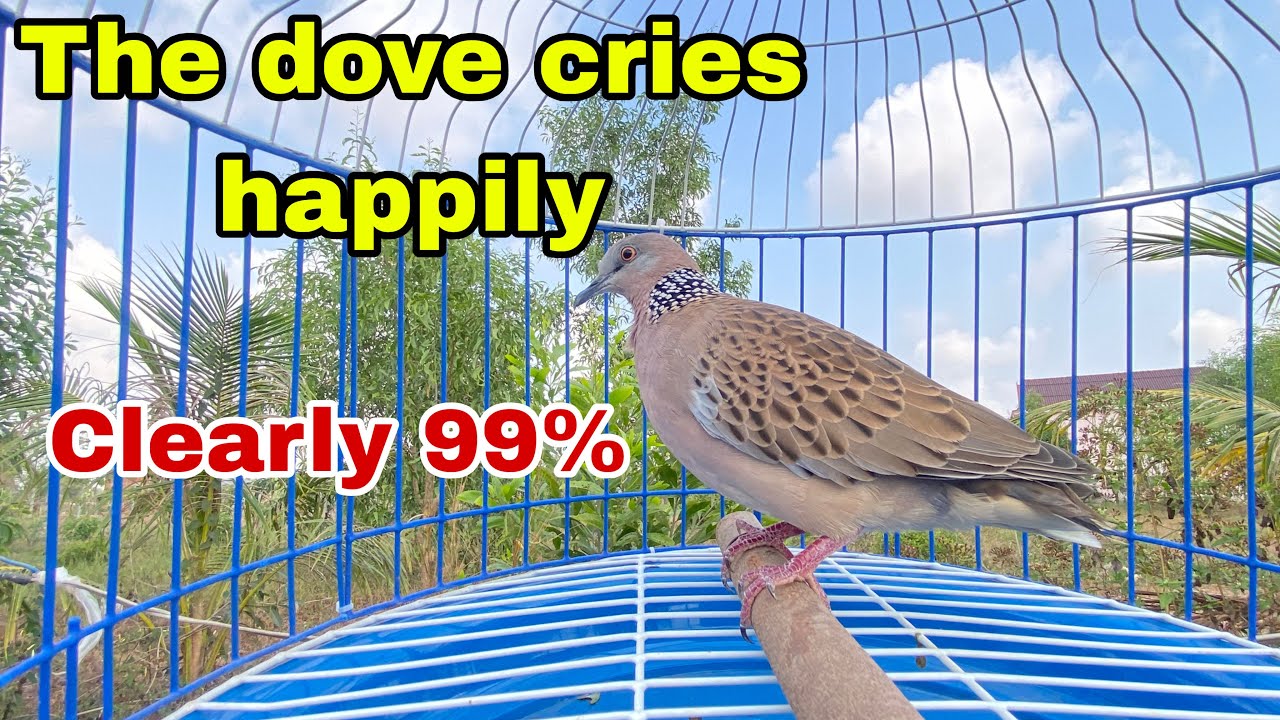 The dove cries happily Clearly 99%