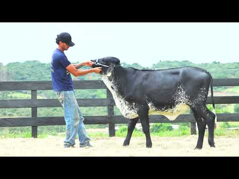 LOTE 49 ALGUMA DA PAVANA