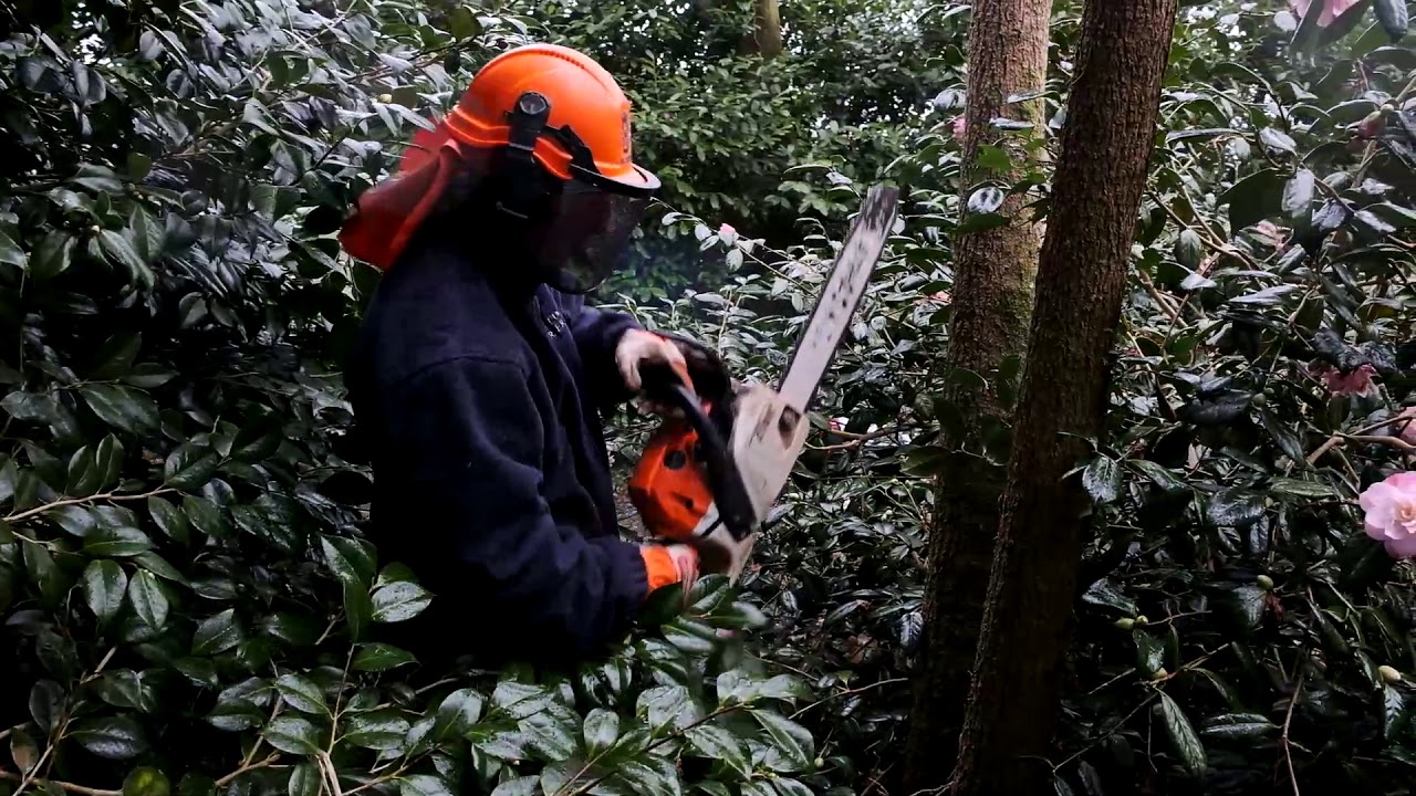 Pruning a dead cordyline - Burncoose Nurseries - YouTube