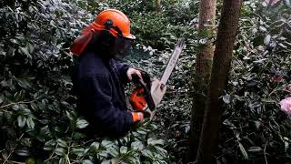 Pruning a dead cordyline - Burncoose Nurseries