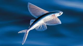 The Evolution of Flying Fish