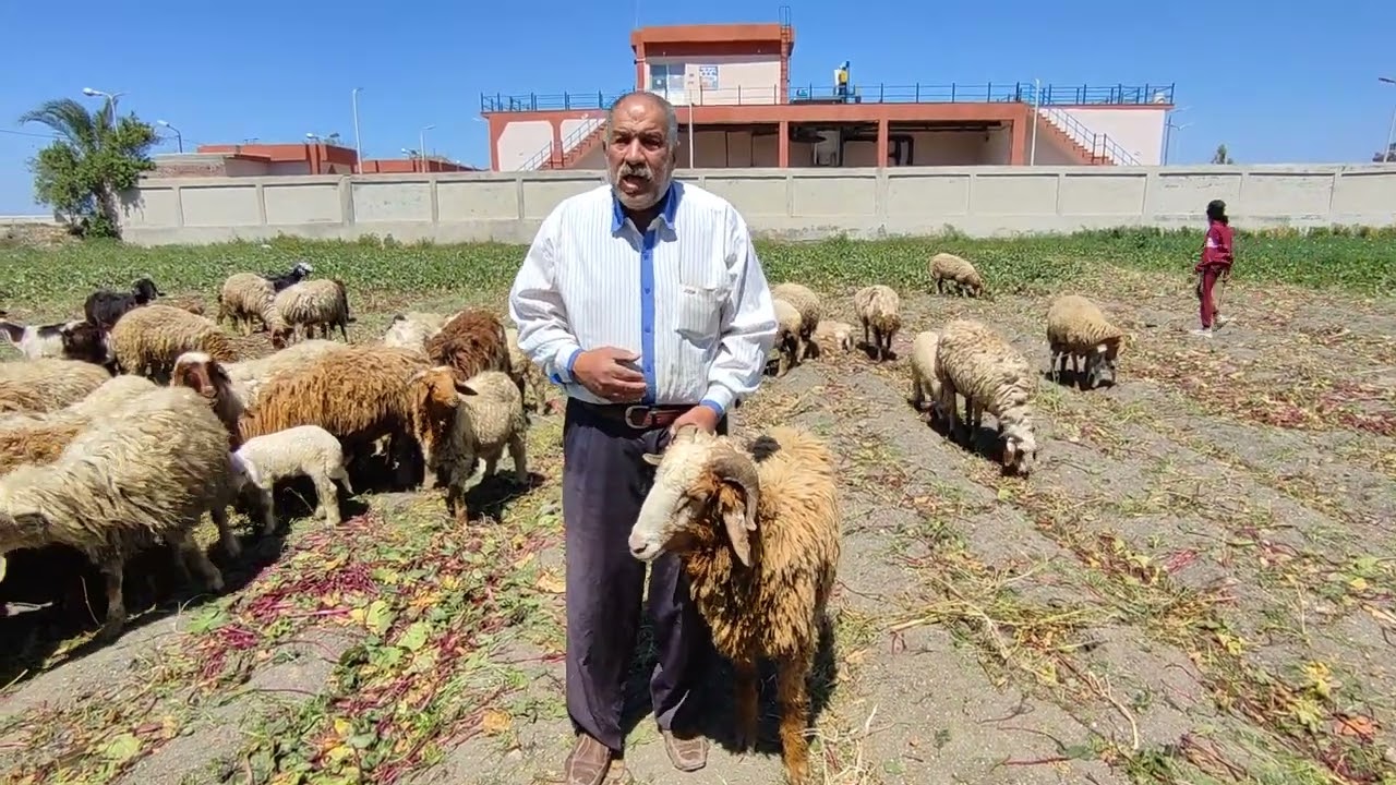 مرض الدوار في الاغنام  الليستريا اسباب المرض وطرق العدوي والاغراض والعلاج والوقايه(الليستريوزز)