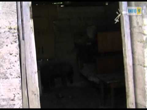 შვიდსულიანი ოჯახი