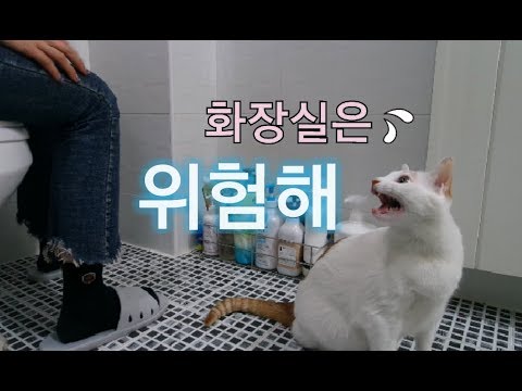 집사가 화장실을 들어가면 고양이는?!!!