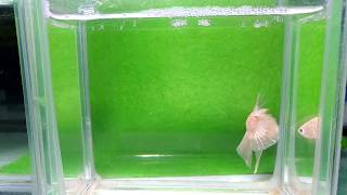 大台南展示級鬥魚 171105-3 PK