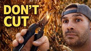 These Freeze Damaged Branches Look Dead But Theyre Not