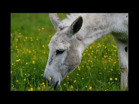 Magarence Njako - Decije pesmice