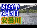 鮎釣り 5cm高残り垢&新垢 水管橋下 安曇川朽木 2024年