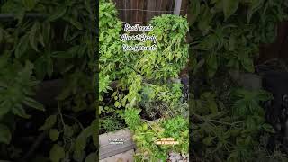 Basil Seeds Harvest-