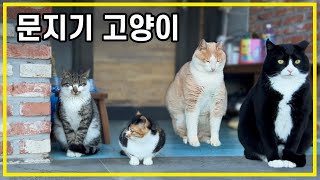 I took care of stray cats in the Korean countryside and they protected my home. by 배은망덕고양이들 92,157 views 1 month ago 18 minutes