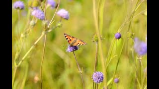 Devil's bit Scabious