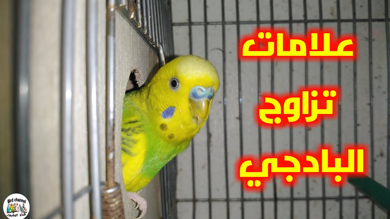 كيف أعرف أن طيور البادجي ستتزاوج ؟ وماهي شروط نجاح التزاوج بسرعة والإنتاج