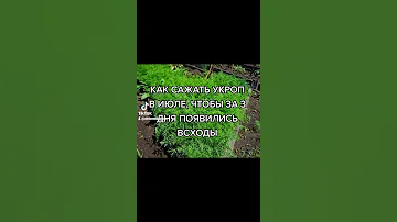 КАК САЖАТЬ УКРОП В ИЮЛЕ, ЧТОБЫ ЗА 3 ДНЯ ПОЯВИЛИСЬ ВСХОДЫ . Статья в описание.