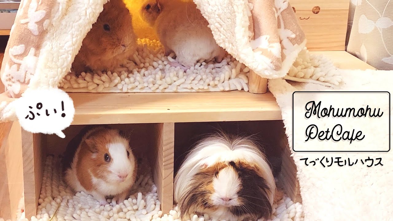 DIY Guinea Pig Cage at Zero Cost | モルモットのケージDIY 製作費