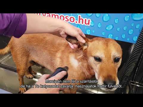 Videó: Tippek a túrázáshoz kutyákkal