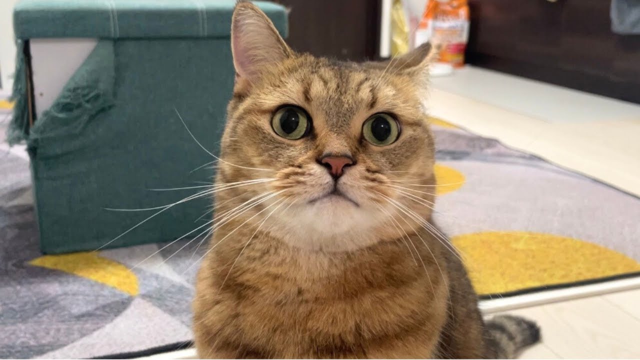 明らかに人間をおちょくっているステップを披露する猫 - YouTube