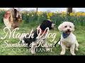 A Cozy Gentle Day When the World Feels Heavy | Garden Walk, Almond Tart &amp; Spring Companion